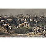 UUOnline: Wildlife from Portraits to Flight with Roman Kurywczak 1