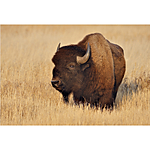 UUOnline: Wildlife from Portraits to Flight with Roman Kurywczak 3