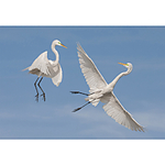 UUOnline: Wildlife from Portraits to Flight with Roman Kurywczak 4