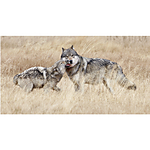 UUOnline: Wildlife from Portraits to Flight with Roman Kurywczak 5
