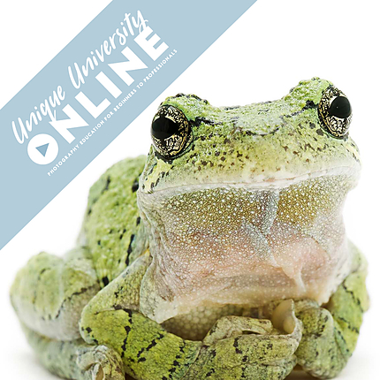 UUOnline: Curious Critters: Portraits to Picture Book with David FitzSimmons