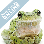 UUOnline: Curious Critters: Portraits to Picture Book with David FitzSimmons 0