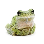 UUOnline: Curious Critters: Portraits to Picture Book with David FitzSimmons 1