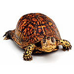 UUOnline: Curious Critters: Portraits to Picture Book with David FitzSimmons 2