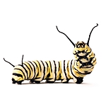 UUOnline: Curious Critters: Portraits to Picture Book with David FitzSimmons 3