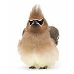 UUOnline: Curious Critters: Portraits to Picture Book with David FitzSimmons 4