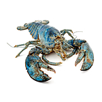 UUOnline: Curious Critters: Portraits to Picture Book with David FitzSimmons 5