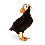 UUOnline: Curious Critters: Portraits to Picture Book with David FitzSimmons 6
