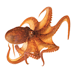 UUOnline: Curious Critters: Portraits to Picture Book with David FitzSimmons 7