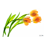 UUOnline: Light Box Flower Photography with Padma Inguva 3