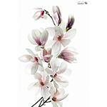 UUOnline: Light Box Flower Photography with Padma Inguva 4