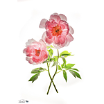 UUOnline: Light Box Flower Photography with Padma Inguva 5