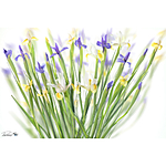 UUOnline: Light Box Flower Photography with Padma Inguva 6