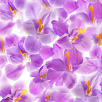 UUOnline: Light Box Flower Photography with Padma Inguva 7