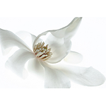 UUOnline: Light Box Flower Photography with Padma Inguva 8