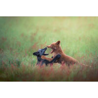 Capturing the Wild: A Masterclass in Wildlife Photography (Philly) 1