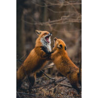 Capturing the Wild: A Masterclass in Wildlife Photography (Philly) 2