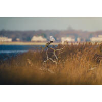 Capturing the Wild: A Masterclass in Wildlife Photography (Philly) 3