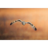 Capturing the Wild: A Masterclass in Wildlife Photography (Philly) 4