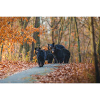 Capturing the Wild: A Masterclass in Wildlife Photography (Philly) 5