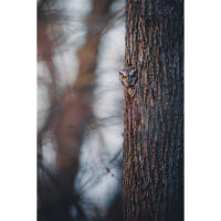 Capturing the Wild: A Masterclass in Wildlife Photography (Philly) 9