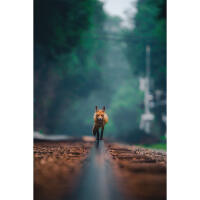 Capturing the Wild: A Masterclass in Wildlife Photography (Philly) 10