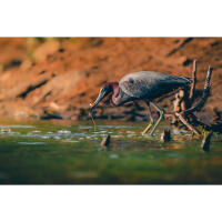 PCS: Wildlife Basics with Bobby Stormer 1