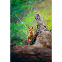 PCS: Wildlife Basics with Bobby Stormer 3