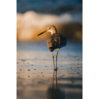 PCS: Wildlife Basics with Bobby Stormer 5