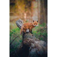 PCS: Wildlife Basics with Bobby Stormer 6