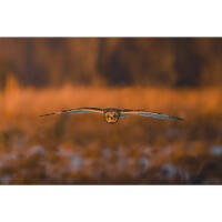 PCS: Wildlife Basics with Bobby Stormer 9