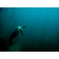 PCS: Wildlife Basics with Bobby Stormer 10