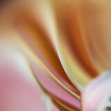 PCS: Macro and Closeup Image Stacking with Shiv Verma (Lumix) 1