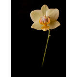 PCS: Macro and Closeup Image Stacking with Shiv Verma (Lumix) 3