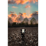 PCS: Creating Impactful Photos with Chris Greer 4