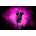 PCS: Disc Dogs in Action with Anabel Dflux (Sigma) 4