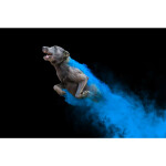 PCS: Disc Dogs in Action with Anabel Dflux (Sigma) 5