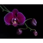 PCS: Light Painting with Shiv Verma (Lumix) 5