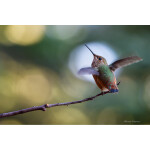 PCS: The Art and Craft of Bird Photography with Moose Peterson (Nikon) 1
