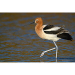 PCS: The Art and Craft of Bird Photography with Moose Peterson (Nikon) 2