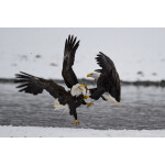 PCS: The Art and Craft of Bird Photography with Moose Peterson (Nikon) 3