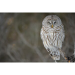 PCS: The Art and Craft of Bird Photography with Moose Peterson (Nikon) 4