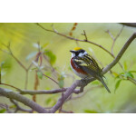 PCS: The Art and Craft of Bird Photography with Moose Peterson (Nikon) 5