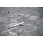 PCS: The Art and Craft of Bird Photography with Moose Peterson (Nikon) 6