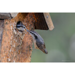PCS: The Art and Craft of Bird Photography with Moose Peterson (Nikon) 7