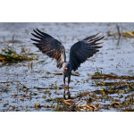 PCS: The Art and Craft of Bird Photography with Moose Peterson (Nikon) 8
