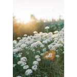 PCS: Couples Posing and Natural Light Photowalk with Magda and Simon 3