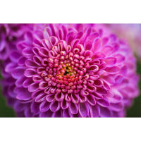 Flower Photography Bootcamp: Fab Flower Pics with Heather Larkin (Philly) 1