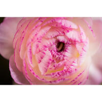Flower Photography Bootcamp: Fab Flower Pics with Heather Larkin (Philly) 2
