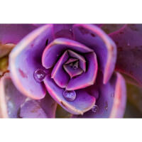 Flower Photography Bootcamp: Fab Flower Pics with Heather Larkin (Philly) 3